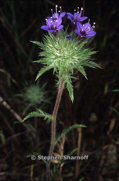 navarretia pubescens 1 graphic